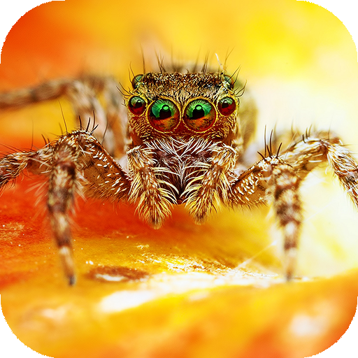 Spider Wallpapers HD &amp; 4k Hintergründe icon