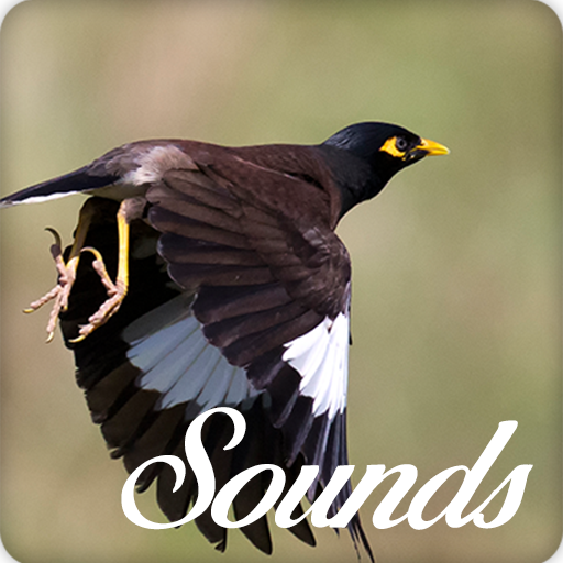 Myna Bird Song Sounds and Ringtone Audio icon