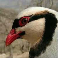 کبک پرورش بده on 9Apps