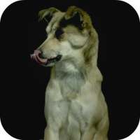 Dogs In Slow Motion Video