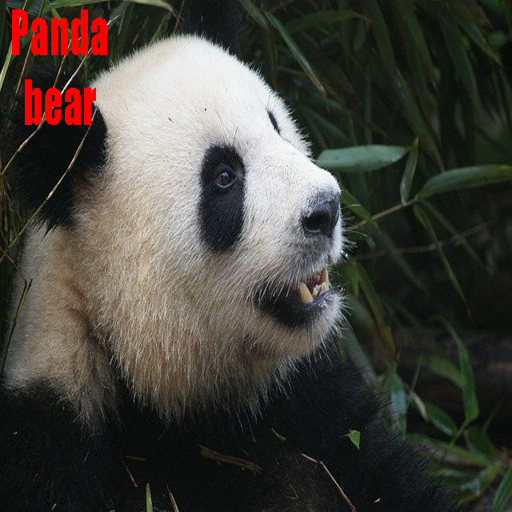 Panda bear animal images icon
