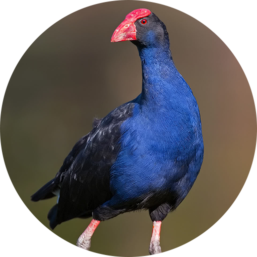 Purple Swamphen Sounds icon