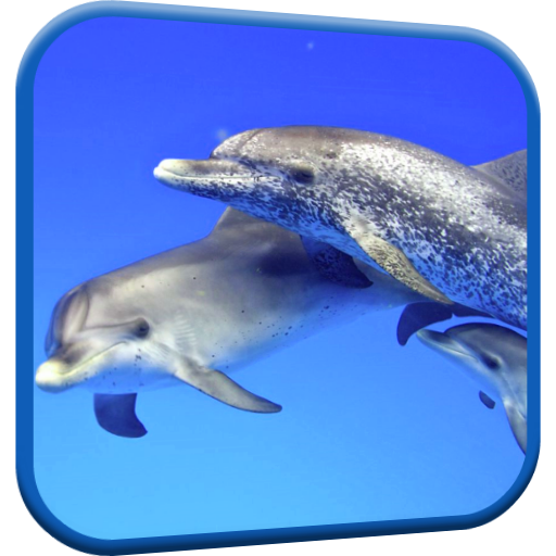 Dolphins Video Live Wallpaper icon