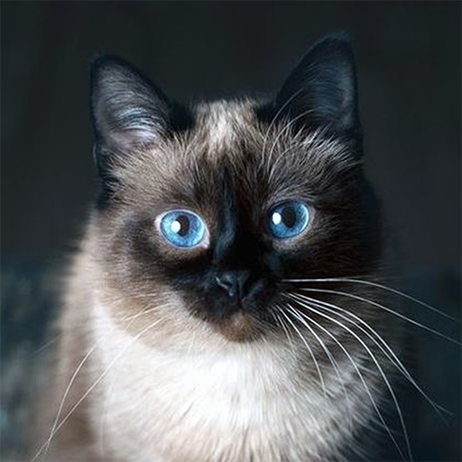 Talking Blue Siamese Cat icon
