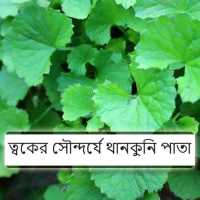 ত্বকের সৌন্দর্যে থানকুনি পাতা - Bangla Health Tips