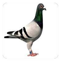 Pigeon Sounds on 9Apps