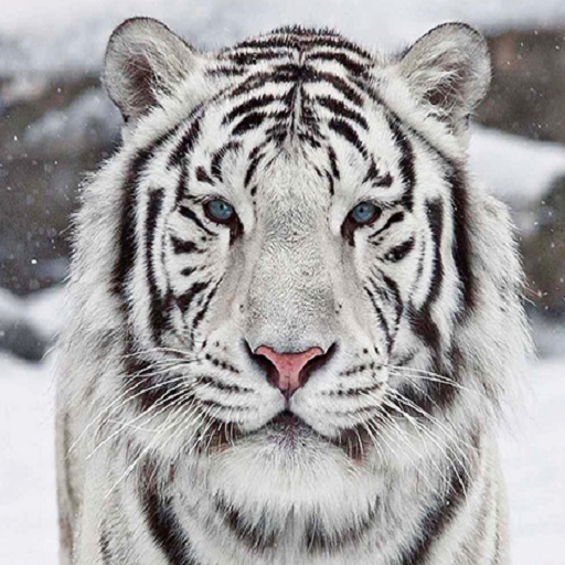 اقوى زوامل منوع 2021 | بدون نت icon