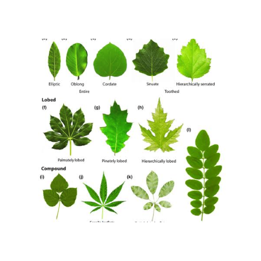 Biology Paper 3 K.C.S.E Top Grade Revision Kit icon