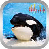 Whale Orca Soundboard أيقونة
