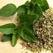 Marjoram Essential Oil Benefits on 9Apps