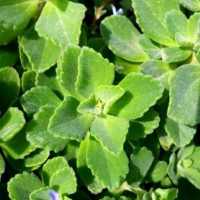 Plant Detector on 9Apps