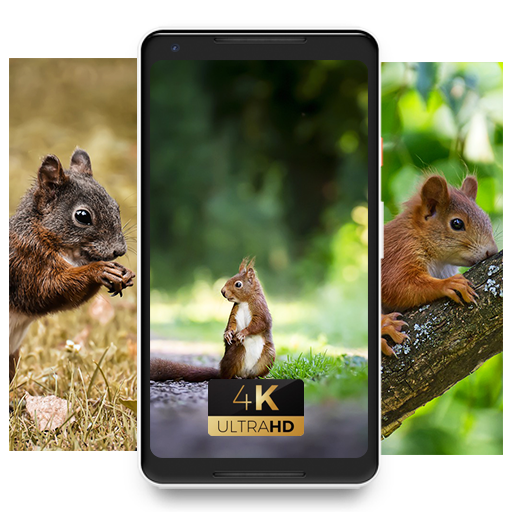 Squirell little animal cute sweet Wallpaper icon