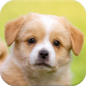 Puppy Puzzle Dog Games icon