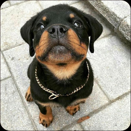 Rottweiler Dog Wallpapers icon