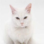 White Cat Puzzle icon