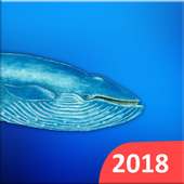 Blue Whales 2018 on 9Apps