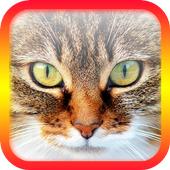 Ask Cat Translator icon