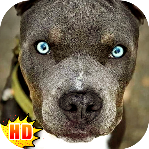 Pitbull Wallpapers - Dog Wallpaper icon