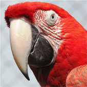 Parrot Live Wallpaper HD 4K HOT icon