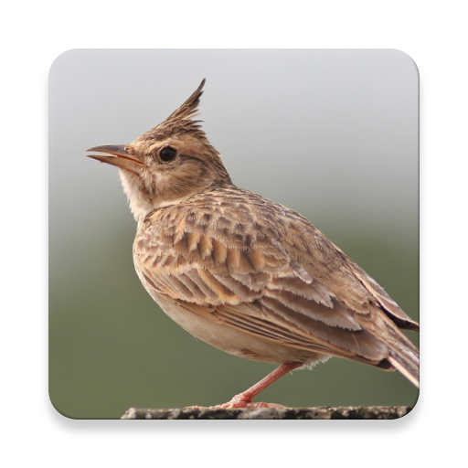 Lark Bird Sound Collections ~ Sclip.app icon