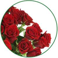 Flowers Live Wallpaper on 9Apps