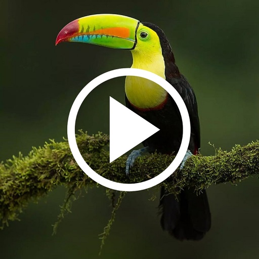 Animal Video Wallpaper icon