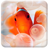 Clown Fish Live Wallpaper icon