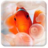 Clown Fish Live Wallpaper on 9Apps