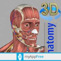 3D Anatomy