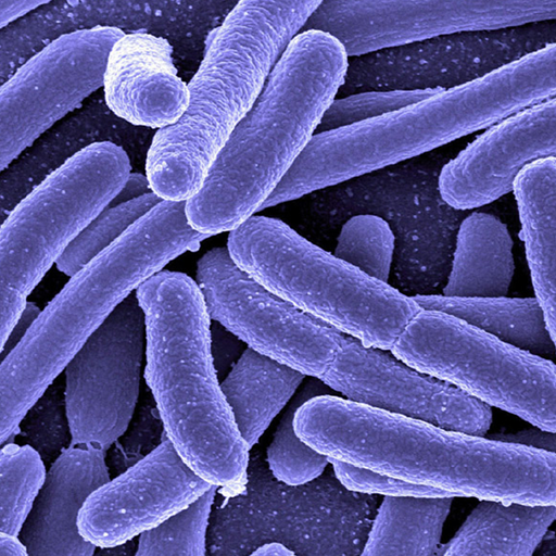 ikon Reproduction and Development