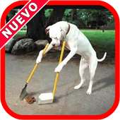 Imagenes Chistosas para Descargar on 9Apps