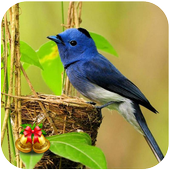 Bird Wallpaper Ringtone icon