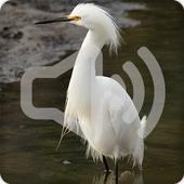 Egret Bird Call Sounds Ringtones icon