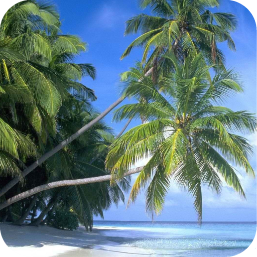 Palm Tree HD  Wallpaper icon
