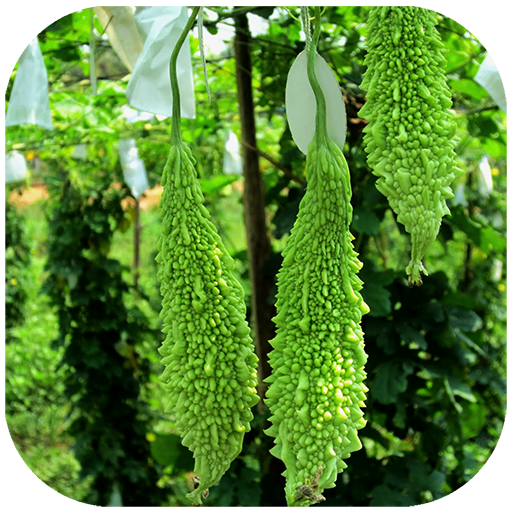 Organic Bitter Gourd icon