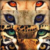 Big Cats Wallpaper on 9Apps