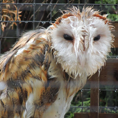 Big Wet Owl at rain HD LWP icon