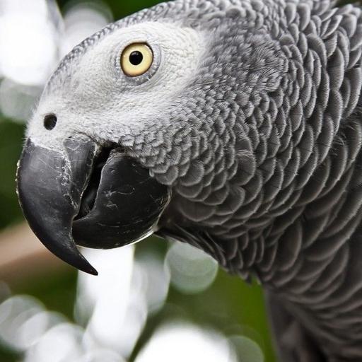 African Gray Parrot Wallpapers HD icon