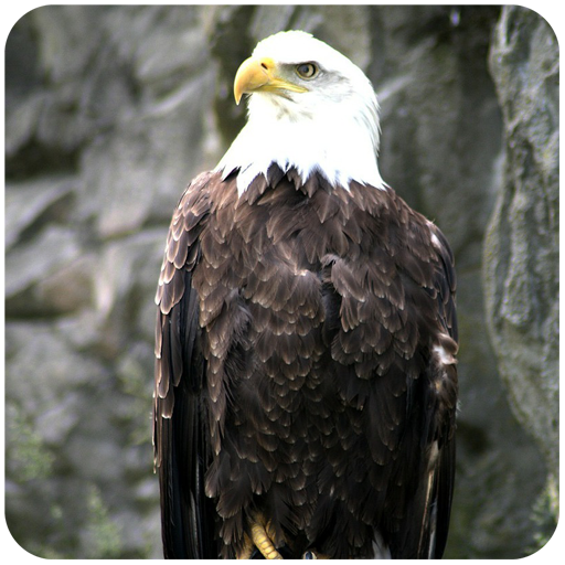 Simulator Adler Vogelflug icon