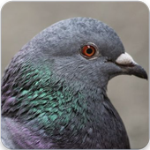 Pigeon Bird Call : Pigeon Song and Pigeon Sound icon