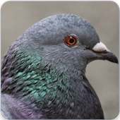 Pigeon Bird Call : Pigeon Song and Pigeon Sound on 9Apps