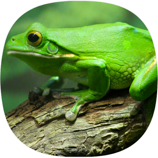 Frog Sounds icon