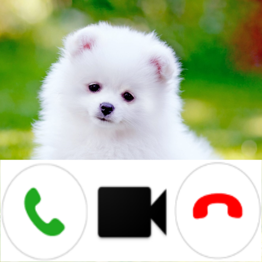 Pomeranian Dog Video Call Simulator icon