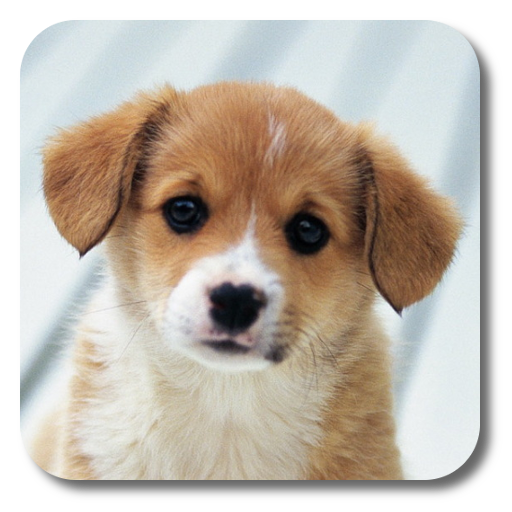 Puppies Live Wallpaper icon