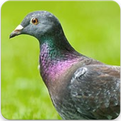 Sound of Pigeon : Pigeon Bird Sound App icon