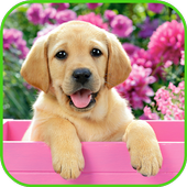 Pink Dog Video Wallpaper icon