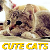 Cute Cats icon