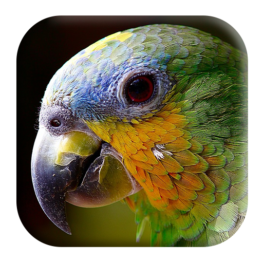Macaw Bird Sounds icon