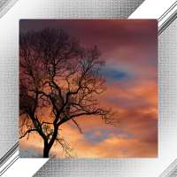 Tree Photo Frames on 9Apps