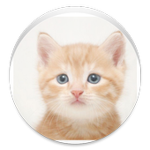 wallpaper cute cat icon